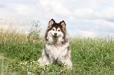 CHIEN FINNOIS DE LAPONIE 058